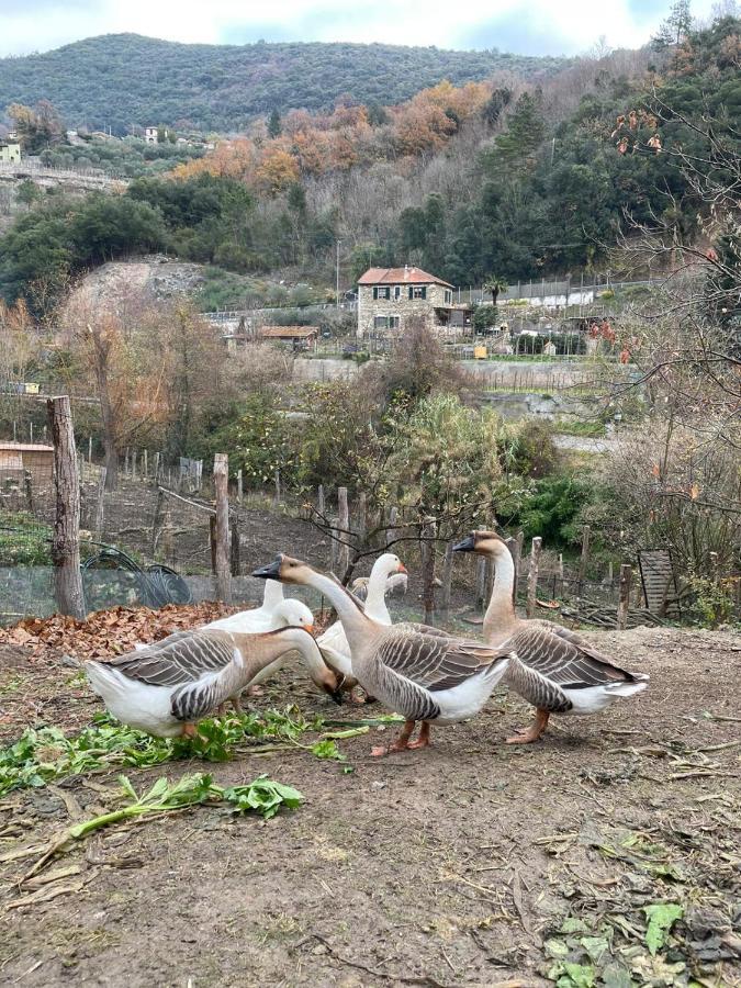 Agricamping Le Terrazze Orco Feglino Exterior foto