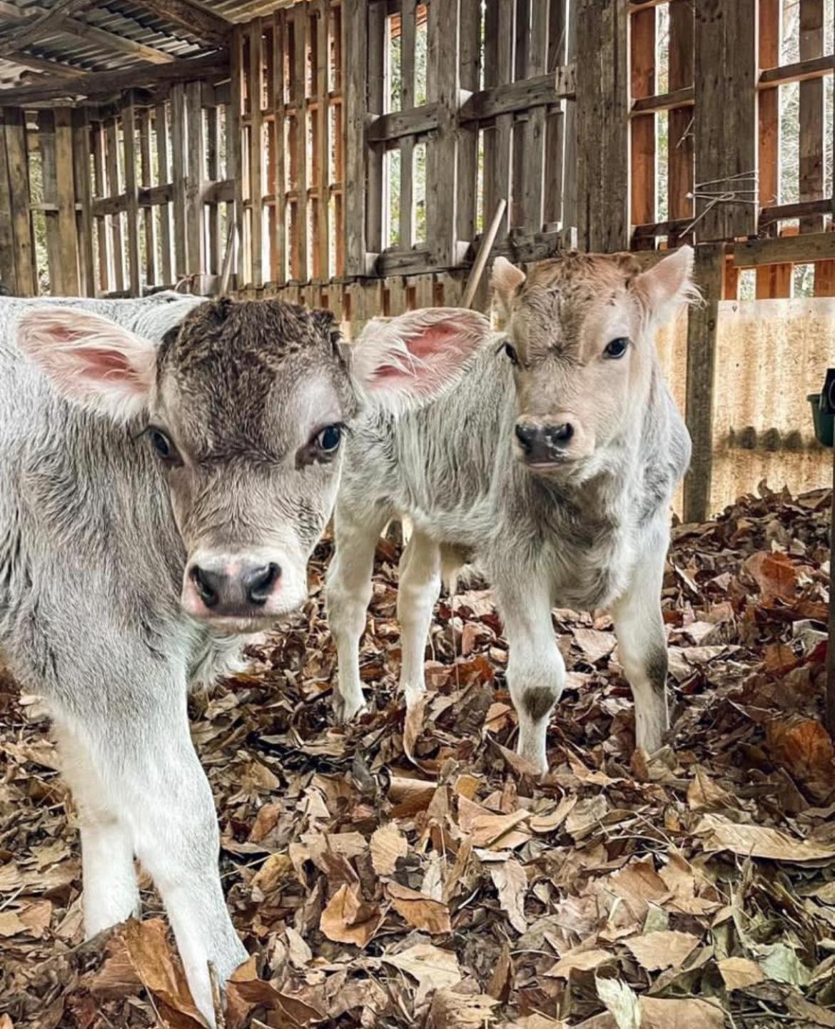 Agricamping Le Terrazze Orco Feglino Exterior foto