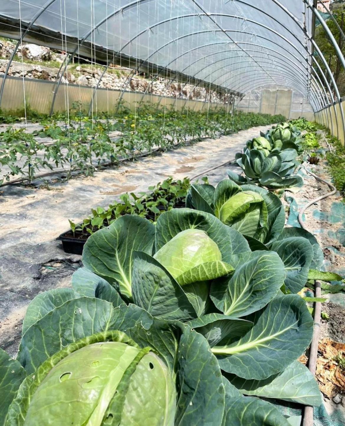 Agricamping Le Terrazze Orco Feglino Exterior foto